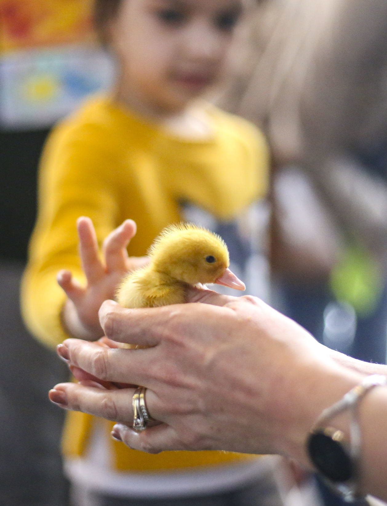 041419-mda-nws-ducks-003